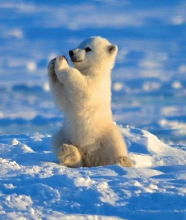 Glasovi prebrojeni, ovo je najslađi polarni medvjedić ikad