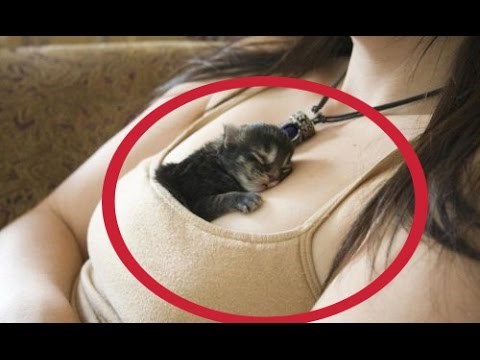 DOBRO JUTRO! Znate kako pas akrobat hoda niz stepenice?