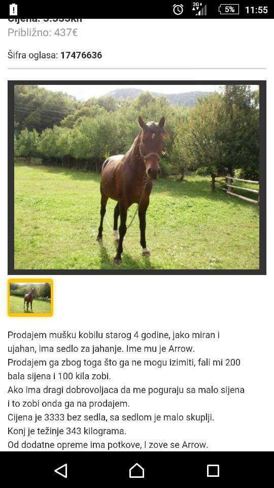 OGLAS: Prodaje se muška kobila i zove se Arrow!