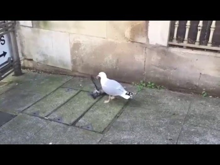 HOROR U ENGLESKOJ: Brutalni galeb pojeo živog goluba