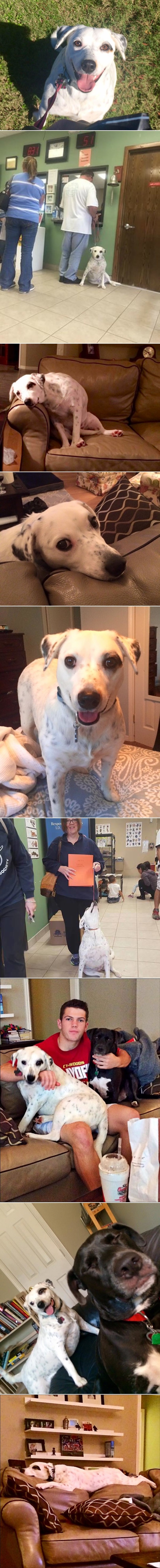 Napustio psa jer je bio predobar i to je predivno!