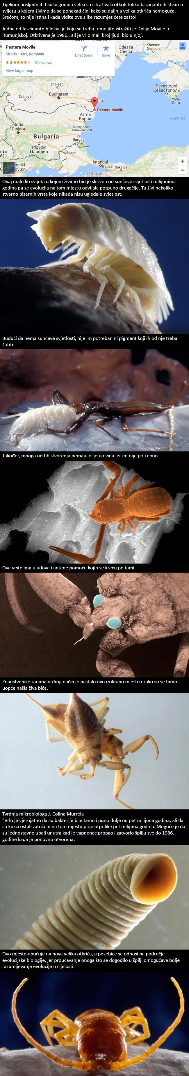 Znanstvenici su u špilji otkrili stvorenja koje nisu bila izložena Sunčevoj svjetlosti već više od 5.5 milijuna godina