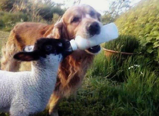 Pametni pas na dudu hrani malenu kozu