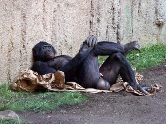 "Majmune, samo hladiš jaja!" dobilo novu dimenziju