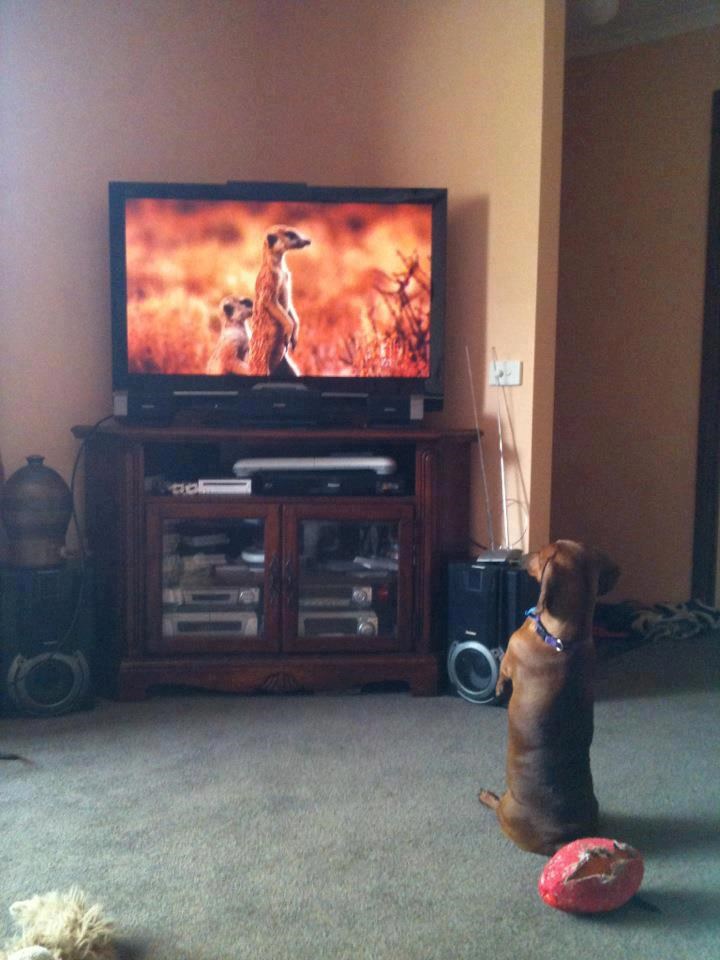 Psić konačno vidio svoju pravu obitelj