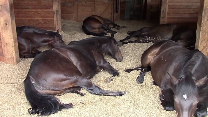 VIDEO Spavanje među konjima je zadnja stvar koju želite, razlog će vas nasmijati do suza!