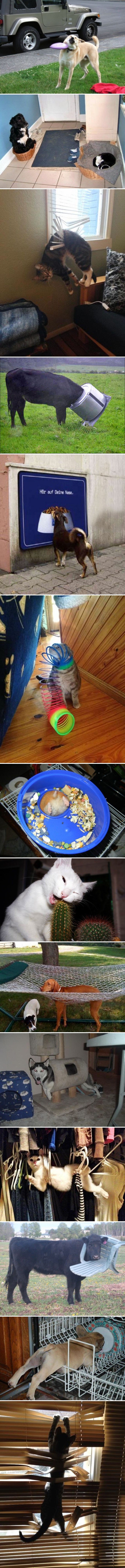 TOP 14 najsmješnijih slika životinja koje su jednostavno imale jako loš dan