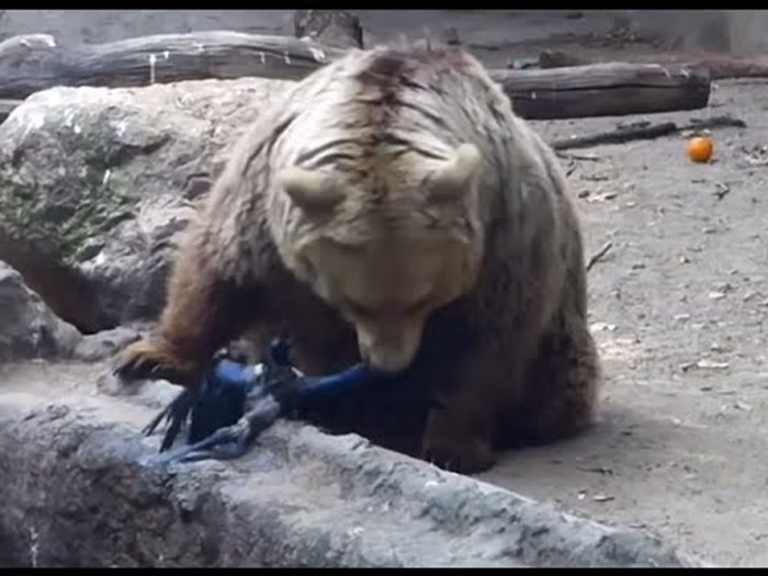 VIDEO: Ovo što je medvjed Vali izveo ZADIVILO je posjetitelje zoološkog vrta!