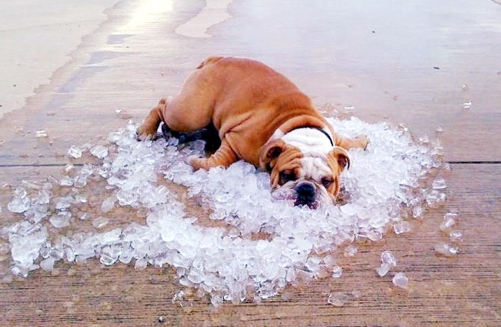 I pesekima je vruće, osigurajte im vode i hlada!