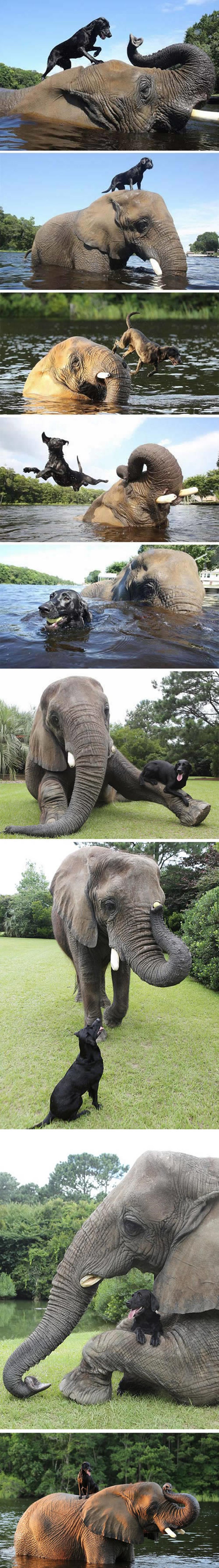 Veseli pas i njegov slonofrend postali apsolutno nerazdvojni