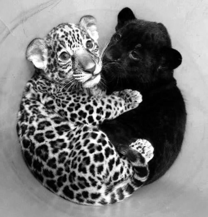 Yin i Yang najbolji frendići