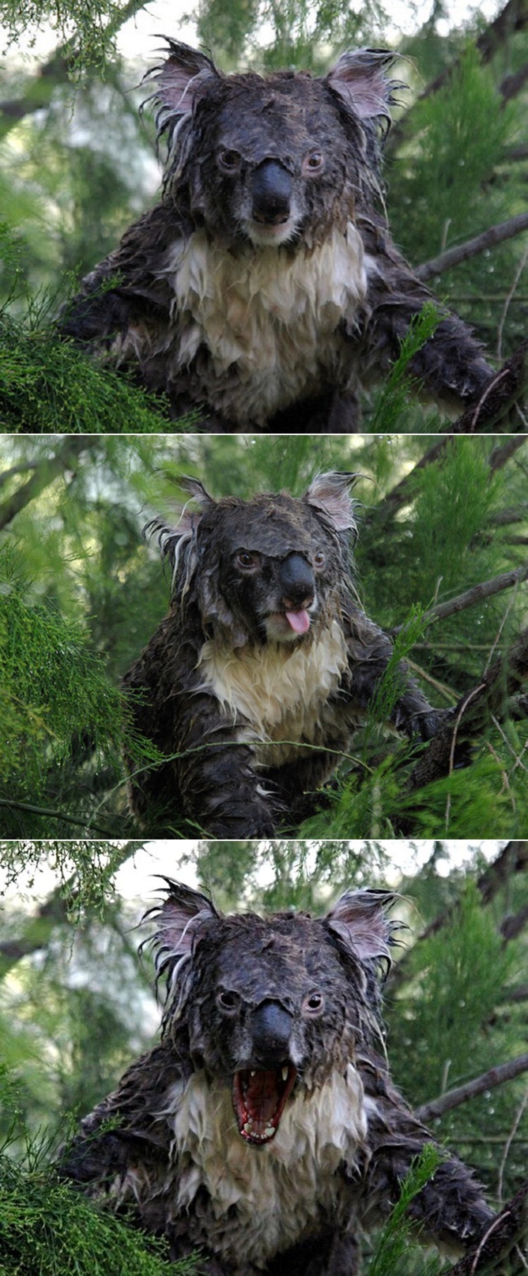 GALERIJA: Ono kad izađeš bez kišobrana jer je Vakula najavio sunce