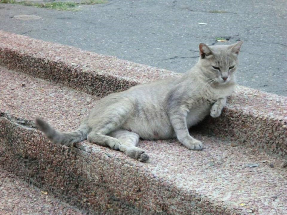 Fino se nalaktila, fali joj samo pivo