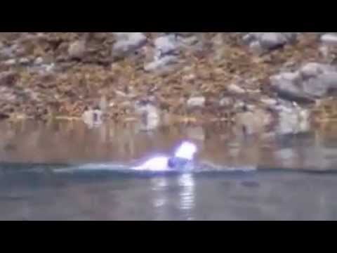 VIDEO: Orao zgrabio preveliku ribetinu i upao u jezero - pogledajte kako se spasio!