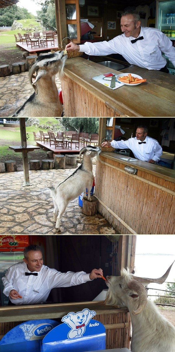 Koza s Brijuna naručuje na šanku: Konobar, daj jednu ljutu!