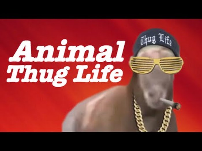 VIDEO: Animal Thug Life - priče o otporu ljudskim tlačiteljima!
