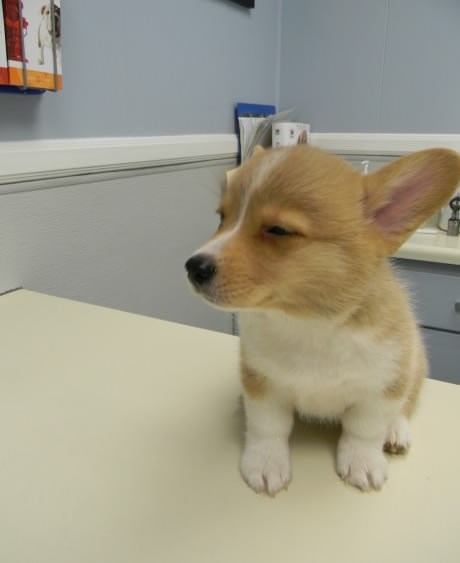 Sumnjivi ste mi, znate, ovo ne izgleda kao livada!