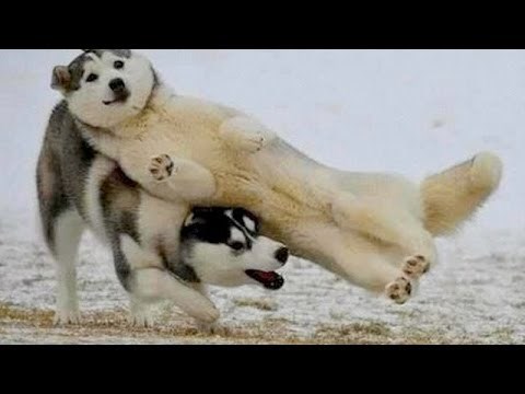 VIDEO: Ma psi su totalni blesavci