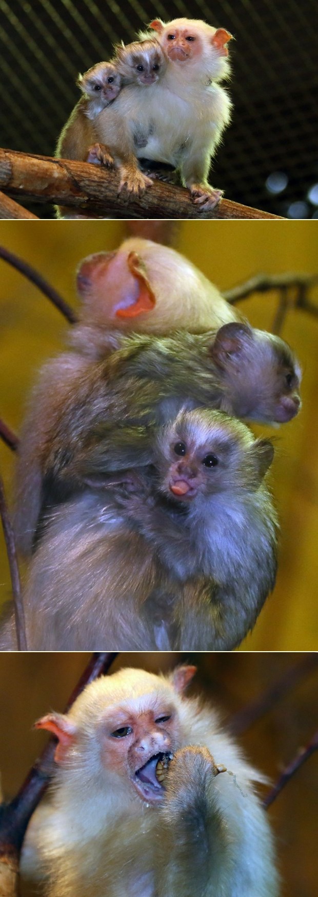 Majmunčići upregnuli tatu da ih nosi na leđima