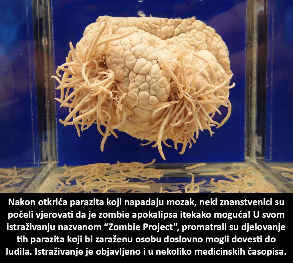 Znanstvenici tvrde: "Zombie apokalipsa je itekako moguća!"