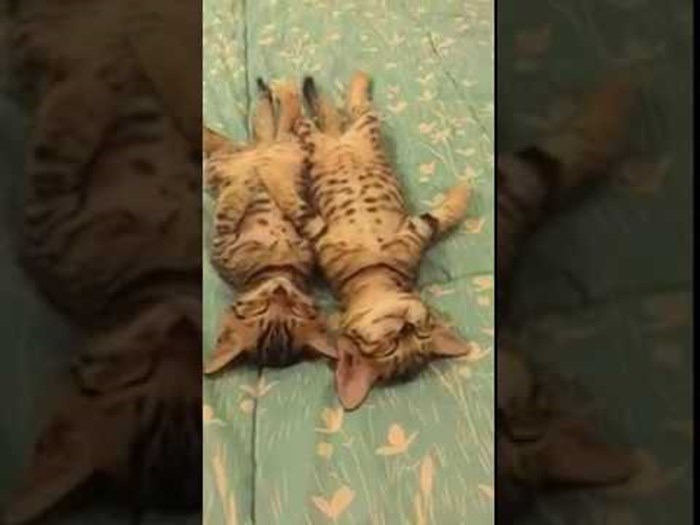 VIDEO Preslatki tigrasti mačići spavaju na leđima i ništa ih ne može probuditi!