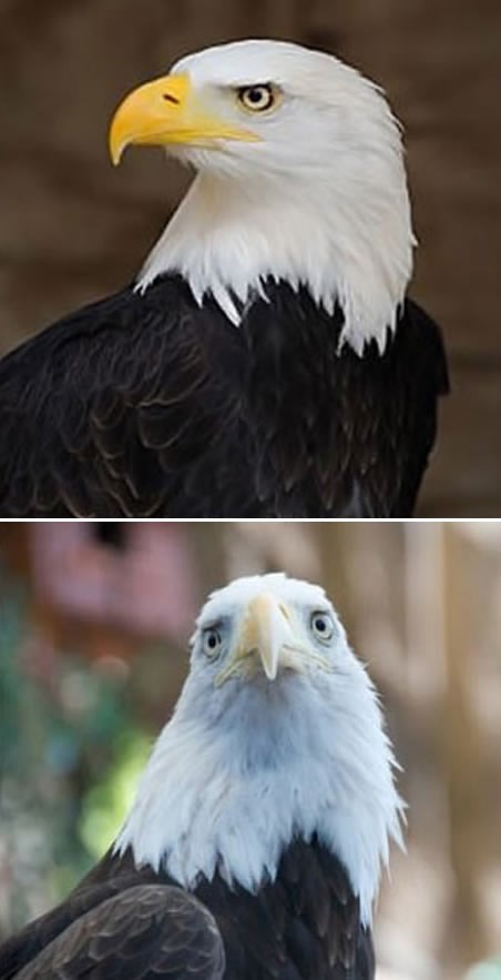 Strašni orao ili plašljiva kokoš?