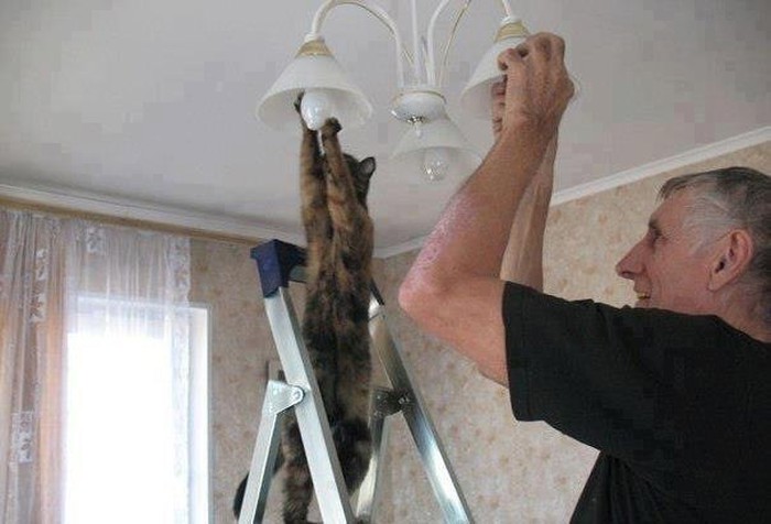 Maca električarka žarulje mijenja brže od gazde