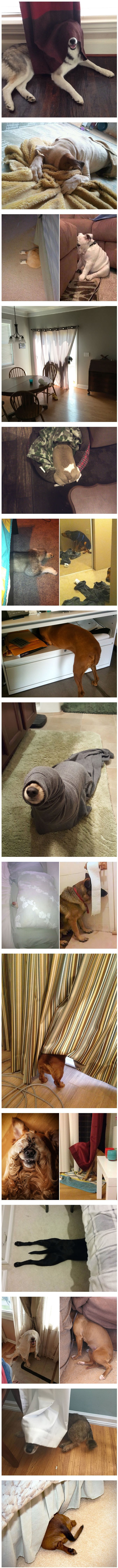 Ovi su psi pravi majstori kada je u pitanju igra skrivača 