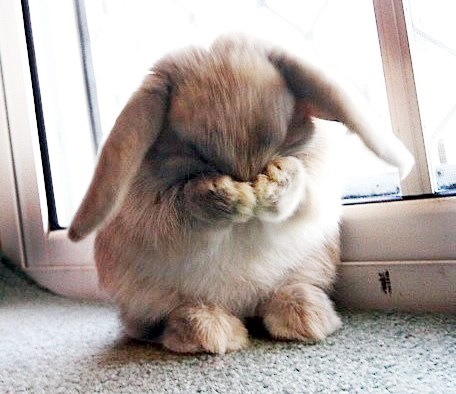 Zeko se igra skrivača