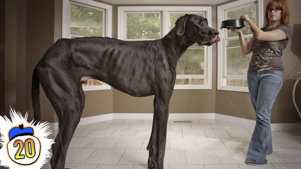 VIDEO: Top 20 najvećih životinja svih vremena!