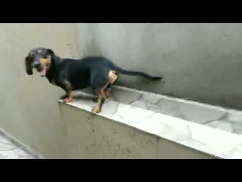 VIDEO: ''Ma nema frke gazda, samo ću malo u rikverc.''