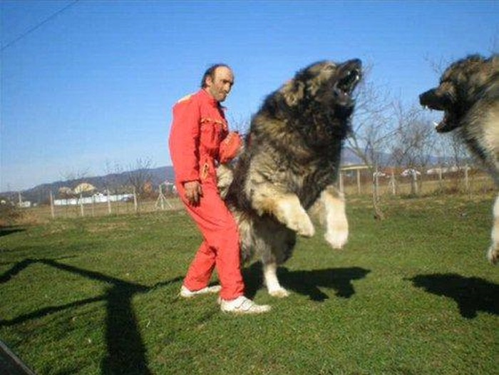Gigantski kavkaski ovčar, korišten za lov na medvjede