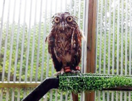 Sove nisu vodootporne: Mrguda ostavili na kiši