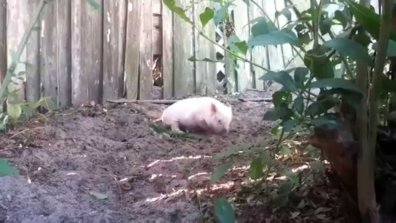 OVO NE POSTOJI! Praščića Olivera uhvatila urnebesna jurnjava, igra se poput psića!