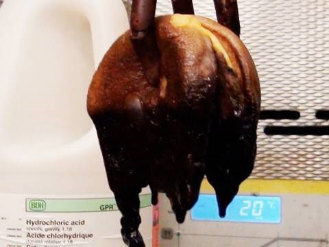 VIDEO Usudite li se pogledati što se dogodi s hamburgerom iz McDonald'sa kad ga pojedete?