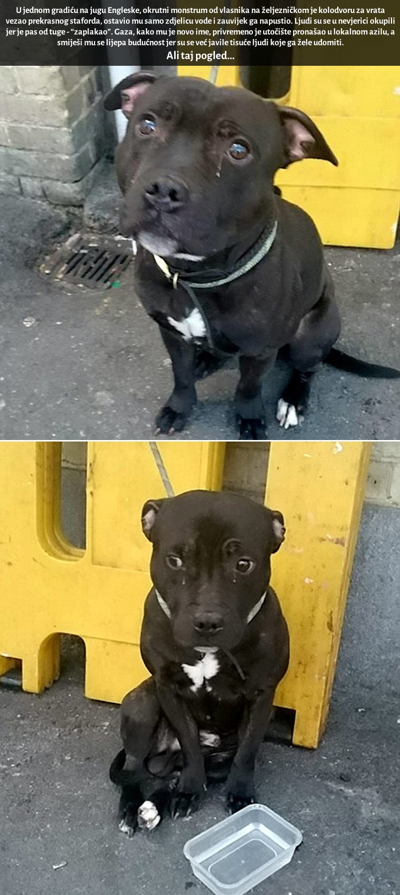 Odbačeni pas pustio suzu za vlasnikom: Monstrum ga napustio, vjerni frend zaplakao 