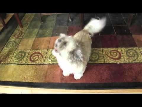 Znate li po čemu je pas Cody poseban? Ovakvo lajanje još nikada niste čuli!