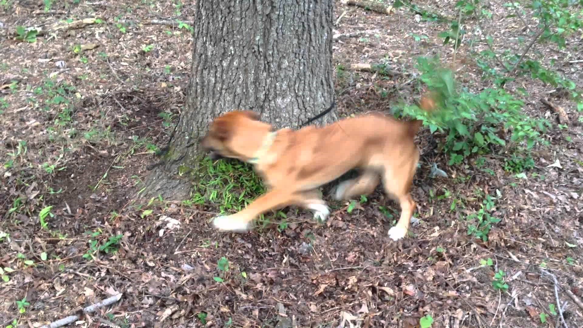 VIDEO: Kad morate malo predahnuti, a psu se još trči..