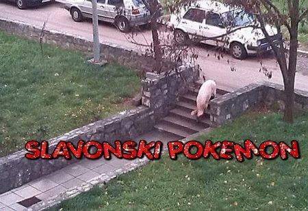 I Slavonci su krenuli u lov na Pokemone!