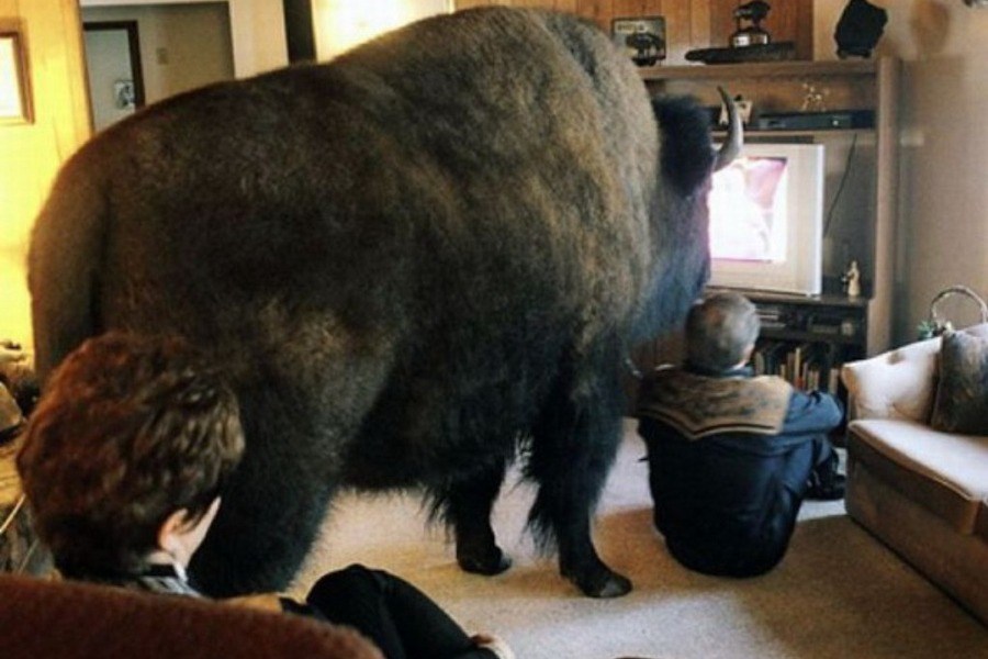 Kad ti pas naraste toliki da blokira TV