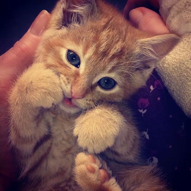 Garfield odlučio osvajati neodoljivim okicama