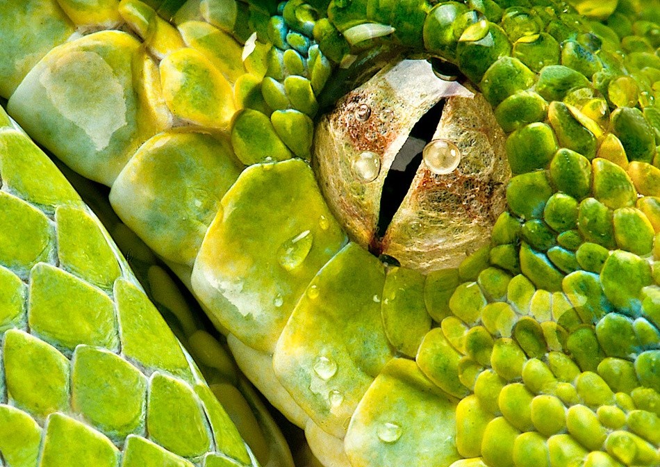 Pitonovo oko: Zadnje što vidiš prije nego te pojede