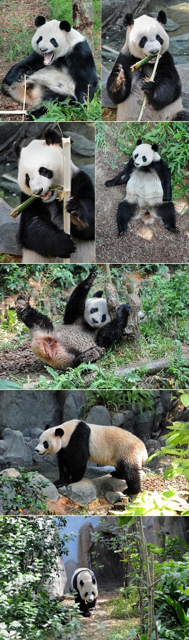 Kai Kai - "kung fu" panda iz Singapura