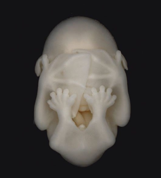 Fetus šišmiša izgleda pomalo sramežljivo