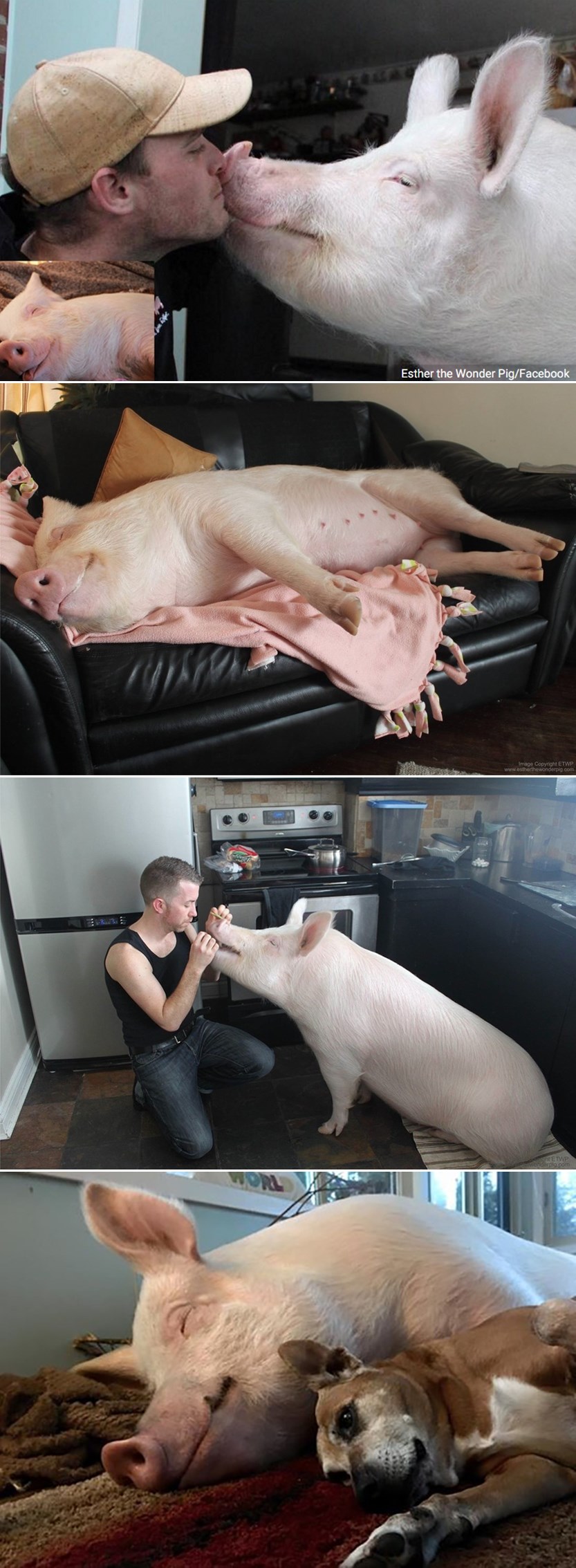 Čudesna svinja Esther dobila šansu za život i postala prava hedonistica