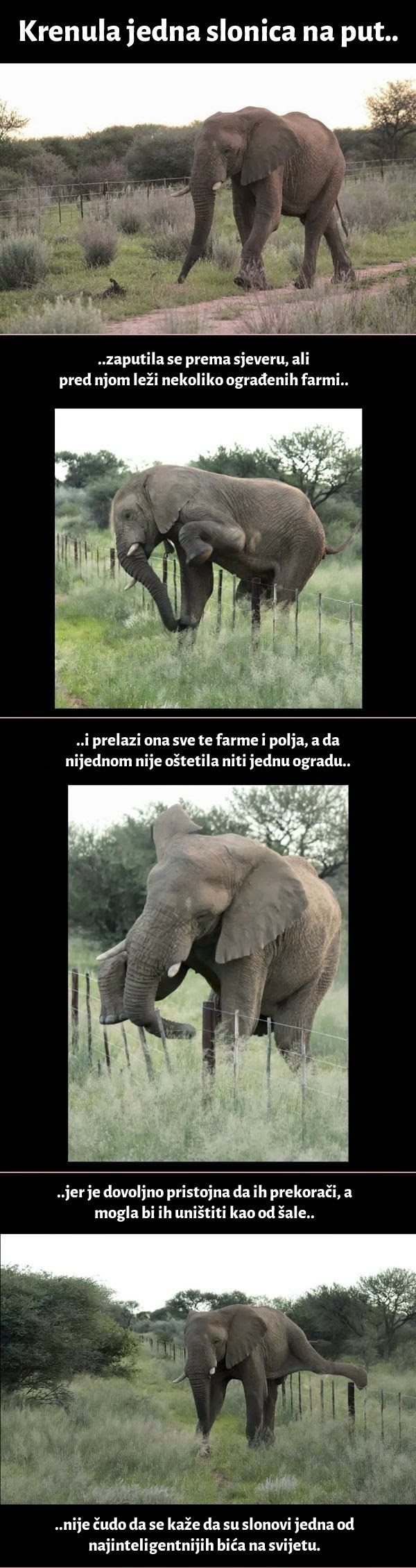 Galerija: Pristojna slonica pokazala veličinu karaktera!