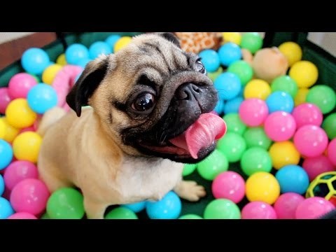 VIDEO: Nema veće sreće od loptice