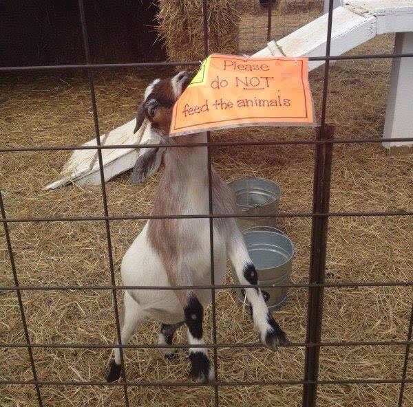 Ne hranite životinjam njam njam..