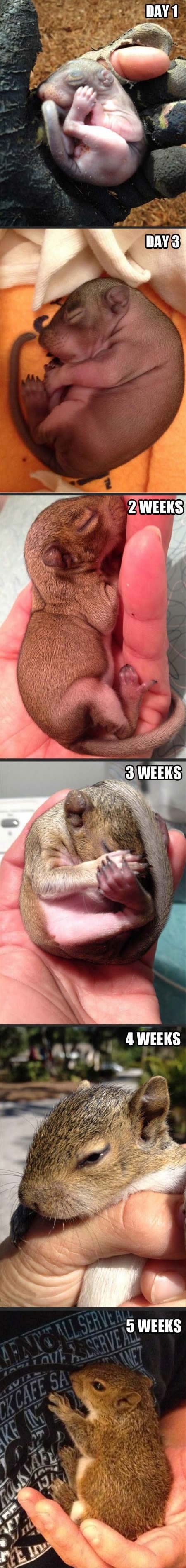 Dobri mladić odgaja majušnu vjevericu