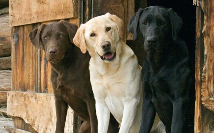 Po jedan od svake boje: Labradori za svačiji ukus